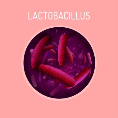 Lactobacillus probiyotikler görüntü