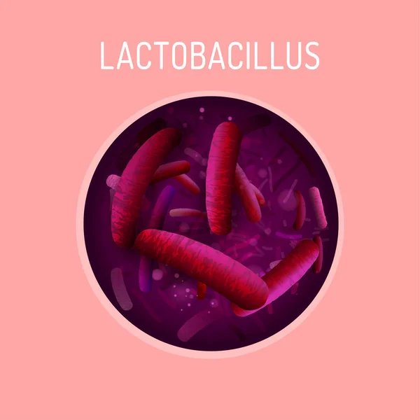 Lactobacillus Probióticos Imagen — Archivo Imágenes Vectoriales