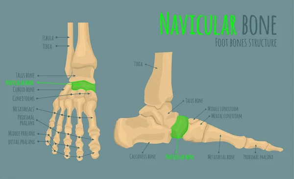 足部的骨骼解剖学 — 图库矢量图片
