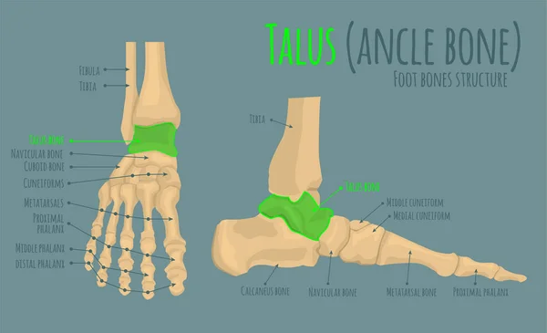 Anatomii kości stóp — Wektor stockowy
