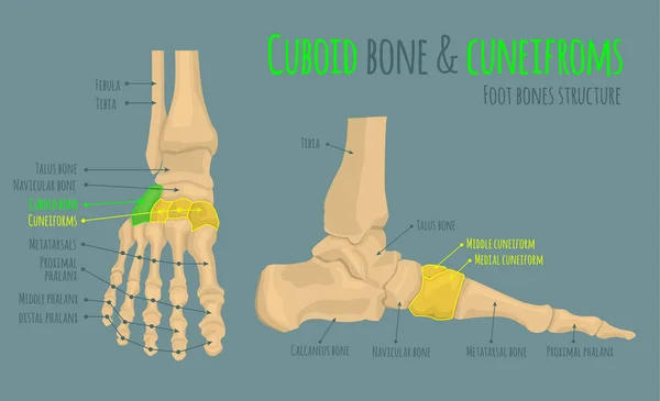 Anatomie der Fußknochen — Stockvektor