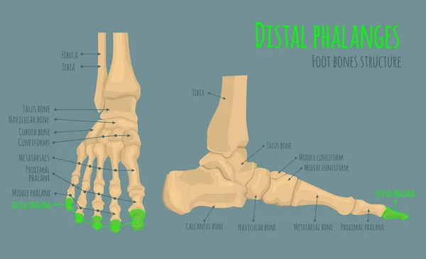 Anatomie des os du pied — Image vectorielle