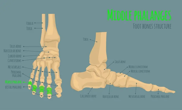 足部的骨骼解剖学 — 图库矢量图片