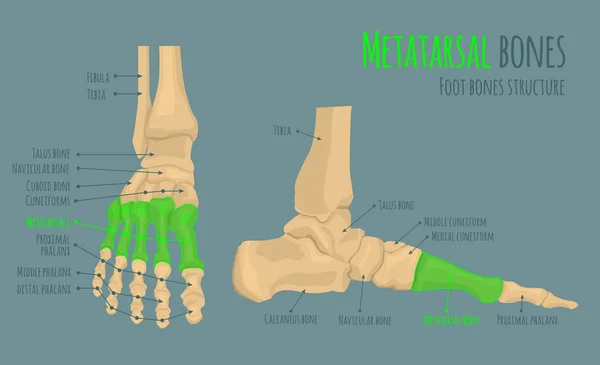 足の骨の解剖学 — ストックベクタ