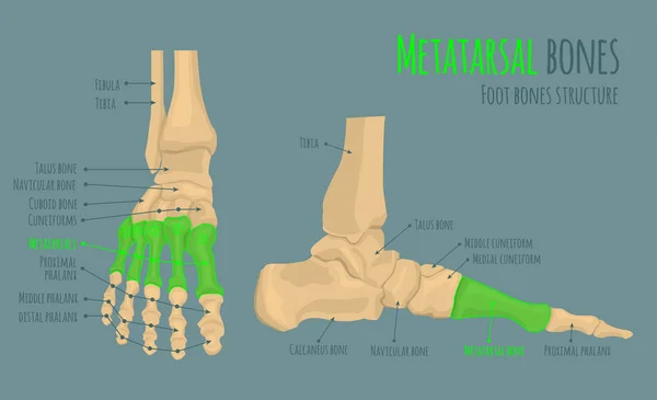 Huesos del pie anatomía — Vector de stock