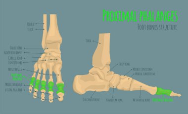 Ayak kemik anatomisi