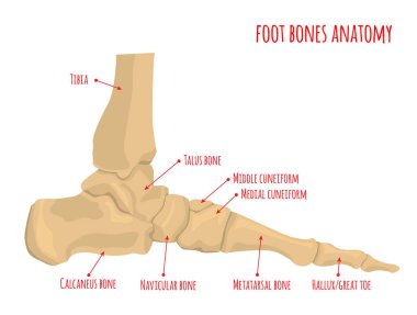 Ayak kemik anatomisi