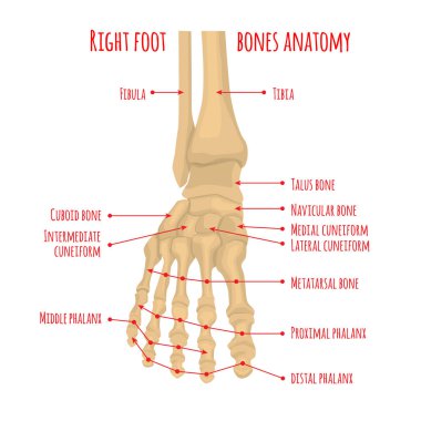 Ayak kemik anatomisi