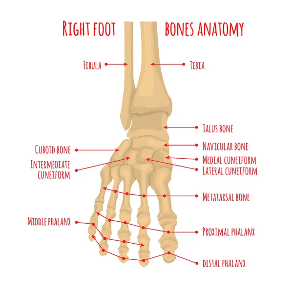발 뼈 해부학 — 스톡 벡터