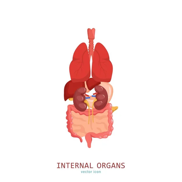 Inwendige organen icoon — Stockvector