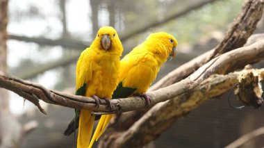 Sarı papağan çift hayvanat bahçesi Brezilya'da bir şube tünemiş