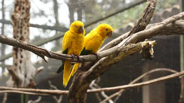 Yellow parrot couple perched on a branch in the zoo brazil