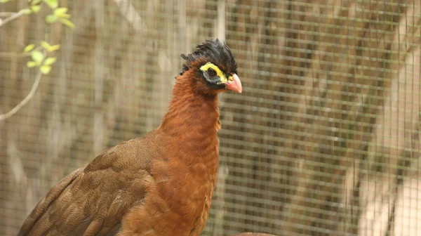 Kuře s červeným ptákem uvnitř klece Zoo — Stock fotografie