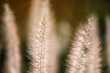 Çayırdaki çimenlerin üzerindeki güzel güneş ışığı.