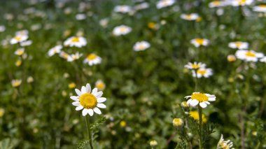 İlkbahar ve yaz aylarında orada İspanya papatyalar her zaman vardır