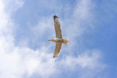 mavi gökyüzünün altında martı.