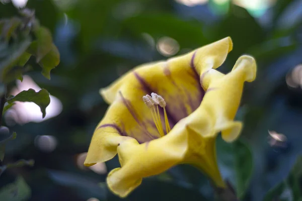 Amarelo lírio dobrado licença . — Fotografia de Stock