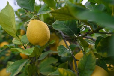 Ekolojik limonlu limon