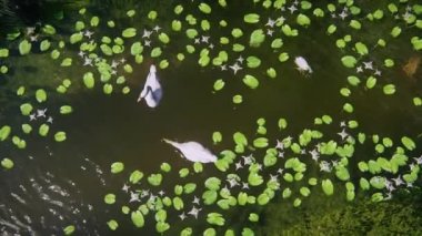 Yaz Gölü 'nün 3D animasyon canlandırması, zambaklar, kuğu, sualtı balığı - 6