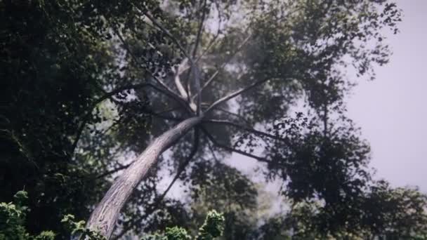 Animação Renderização Floresta Verão Árvores Pato — Vídeo de Stock