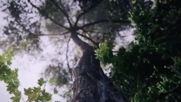 3d animation rendu de forêt d'été, arbres, branche - 4