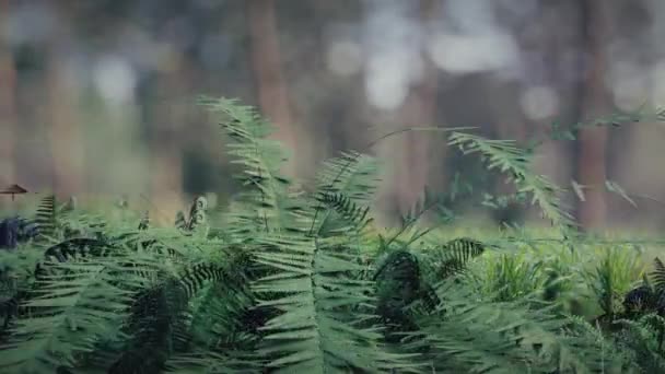 Pine Forest Walk Render Animation — Stok Video