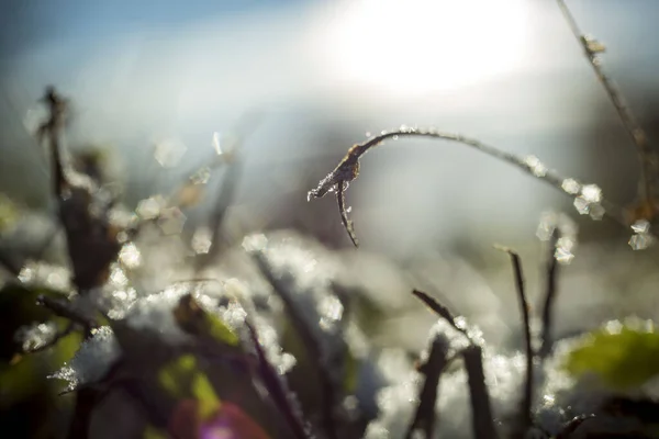 Karların altındaki çimenler. Makro