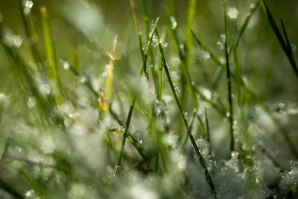 Karların altındaki çimenler. Makro