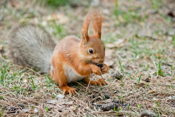 Sincap yerde yatıyor. tohumlar