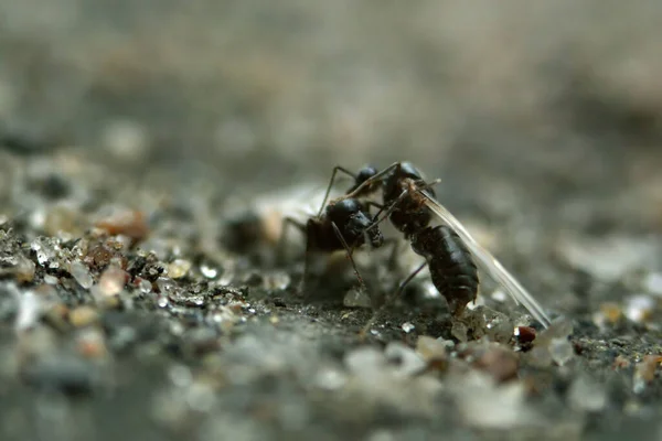 İki karınca kraliçesinin kavgası. Makro fotoğraf.