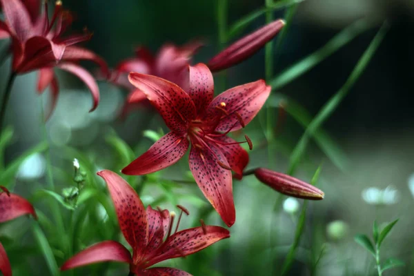 Kırmızı çiçek. Bitki. Makro