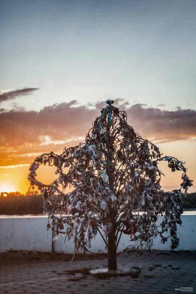 Gün batımında düğün kilidi ağacı