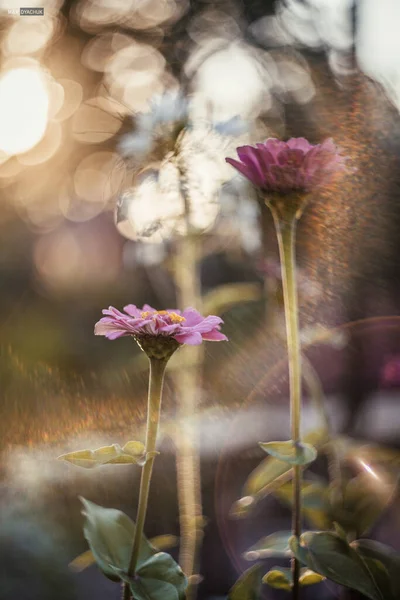 Güneşin çiçekleri ve ışınları