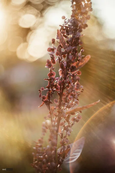 Güneşin çiçekleri ve ışınları