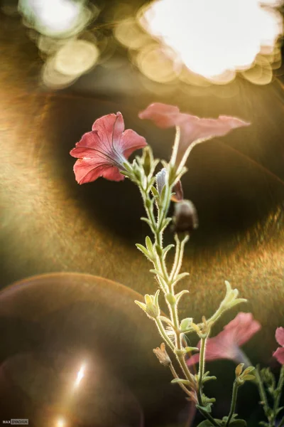 Flowers Rays Sun — Stock Photo, Image