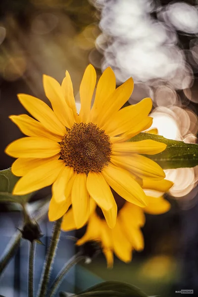 Güneşin çiçekleri ve ışınları