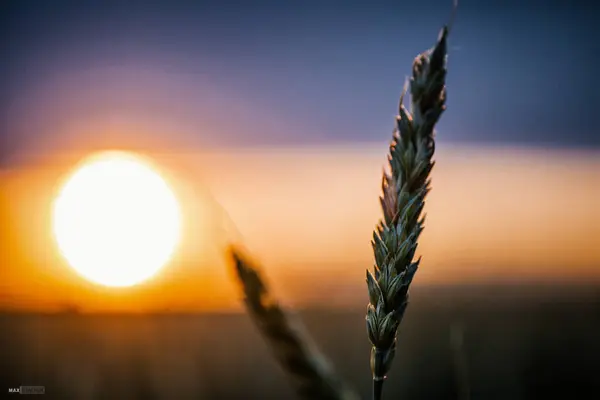 Buğday tarlası günbatımı manzarası