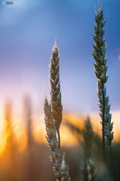 Buğday tarlası günbatımı manzarası