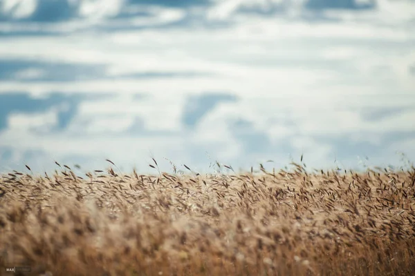 Buğday, çavdar tarlası manzarası