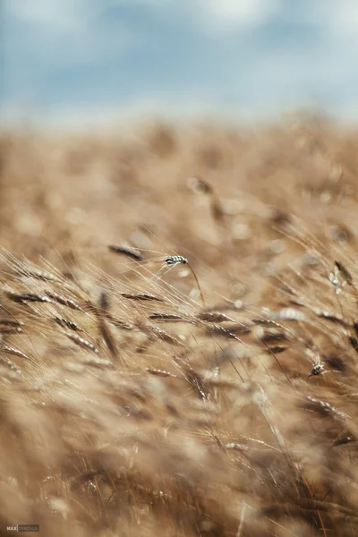 Buğday, çavdar tarlası manzarası