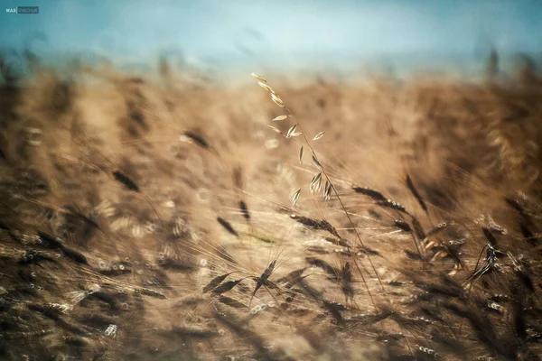 Buğday, çavdar tarlası manzarası