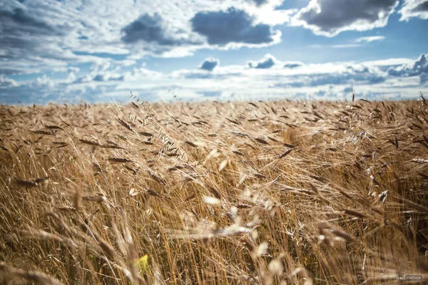 Buğday, çavdar tarlası manzarası
