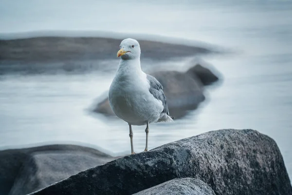 Stoun 'daki martı, suyun yanında.