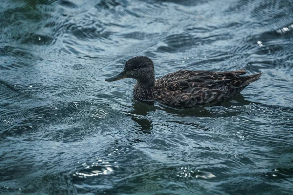 水の近くでカモを泳いで — ストック写真