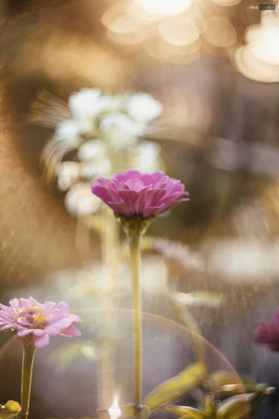 太陽の花と光 ロイヤリティフリーのストック画像