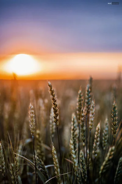 小麦ライフィールド夕日の風景 ロイヤリティフリーのストック写真