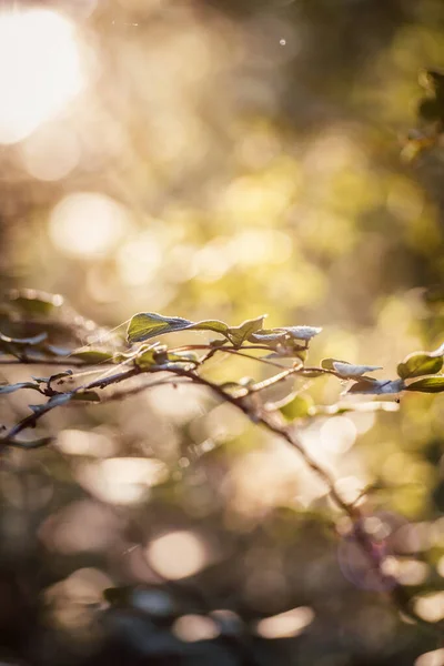 Güneşi ağda bırakır