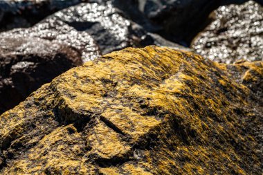 Deniz den yosun kaplı taşlar.