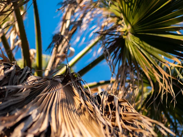 Palm bladeren bij zonsondergang licht — Stockfoto