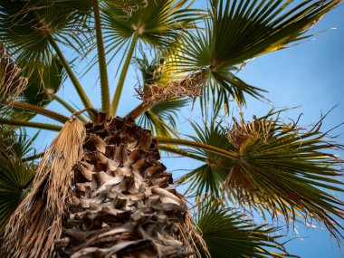 palmiye ağacı, günbatımı ışığı